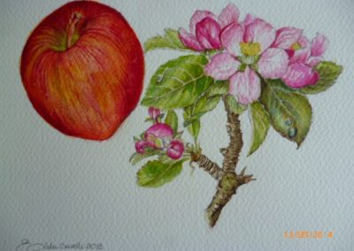 La mela e il suo fiore | Acquarello su carta cm. 15x20